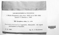 Umbilicaria vellea image